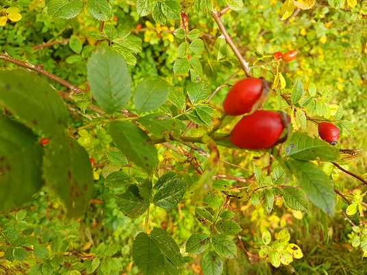 Immanuel Therapiezentrum Röthof - Nachricht - Gedanken zum Goldenen Herbst